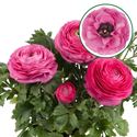 Afbeelding van Ranonkel P12 Hot Pink